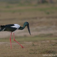 Ephippiorhynchus asiaticus Latham, 1790